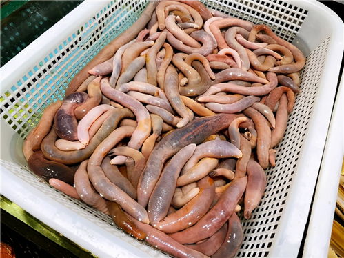 150余種沿海地區(qū)河 海鮮,做廚師的一定要認識