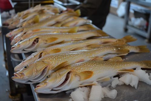 海產(chǎn)品食材鱈魚魚品 攝影圖