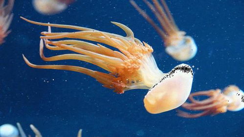 進化是保守的 科學家嘗試 重建 地球上最早的動物的染色體