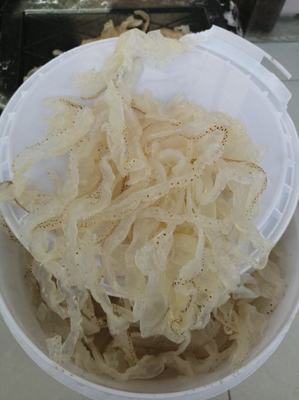 [海蜇皮批發]山東濱州沾化區海蜇 30.00元/件海蜇絲,海蟄頭 _ 一畝田