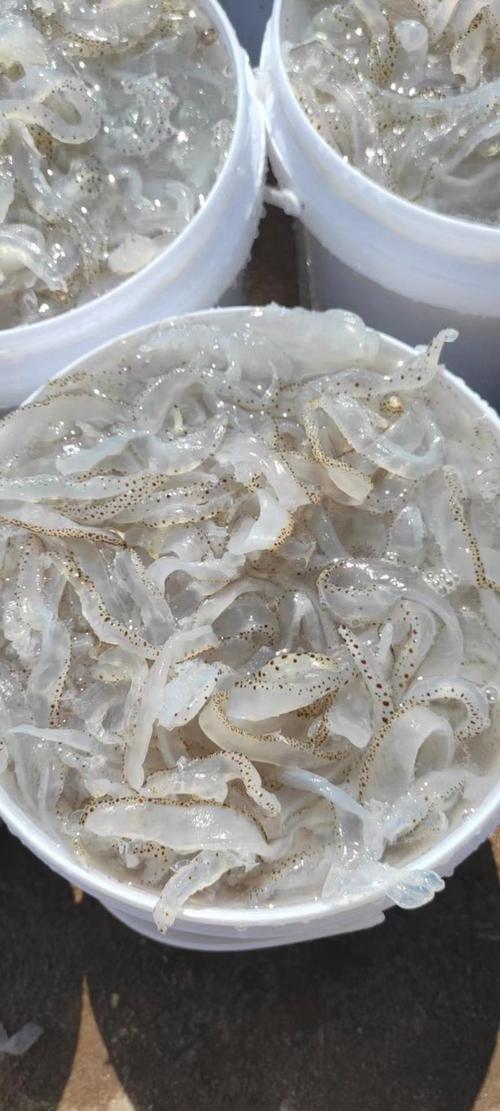 廣西防城港防城區(qū)海蜇 3.00元/斤海蜇