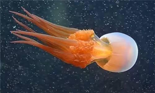 知識(shí)庫(kù)|水母就是海蜇?多少餐飲人混淆了-商用廚具行業(yè)-