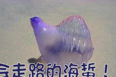 晶瑩剔透的海洋精靈——海蜇